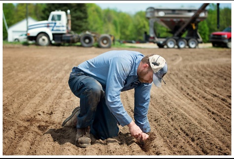 Ben Chaffin checking the depth of peas in his fields.