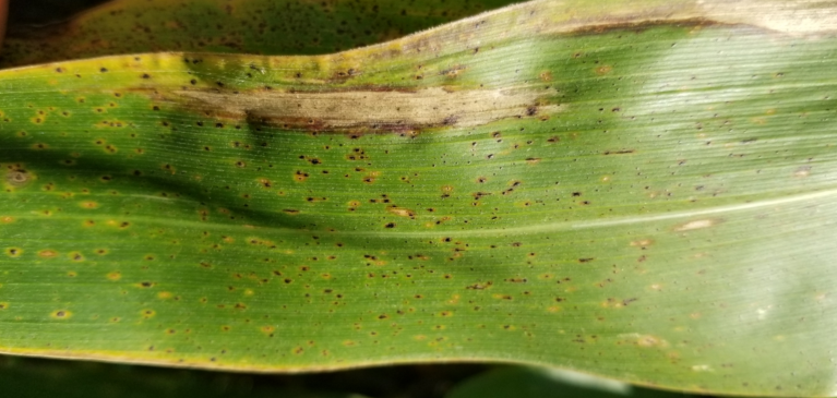 GreenStone tar spot on corn