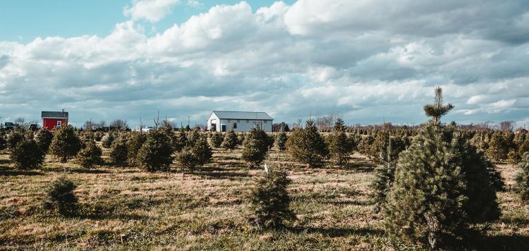 GreenStone Commodity Update, Christmas Trees
