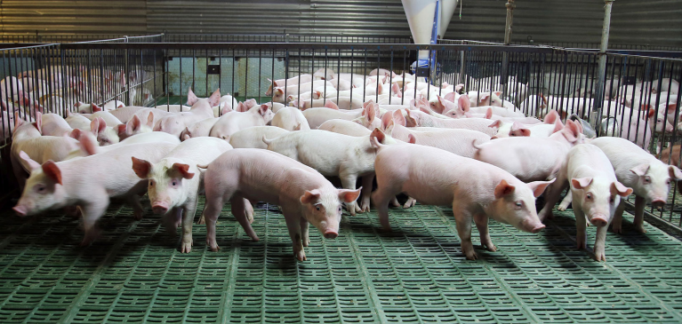 GreenStone Commodity Update: U.S. pork outlook in 2022