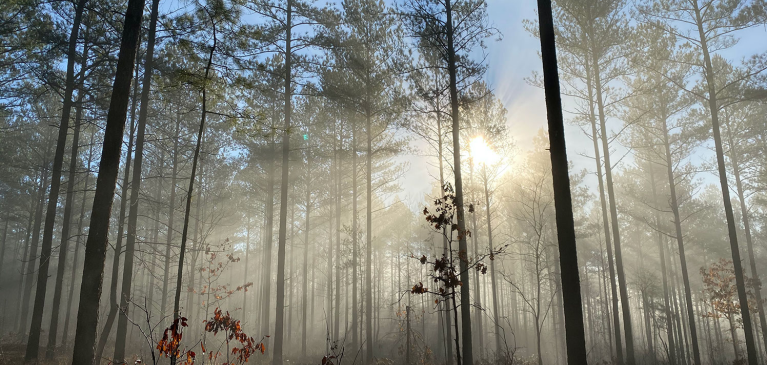 Foggy day in the woods, GreenStone Country Minute October 2021 