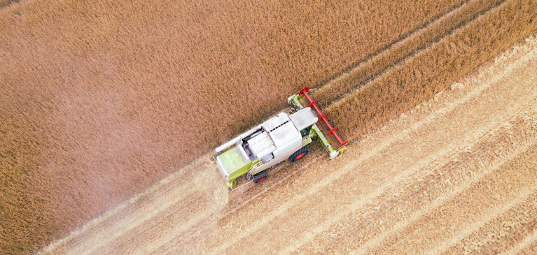 Combine harvesting wheat