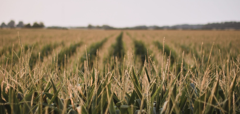 Corn Field, GreenStone Dollars and Sense September 2021