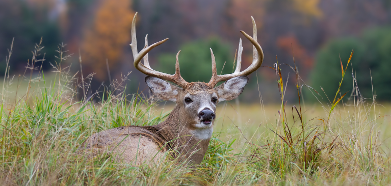 Deer laying in field