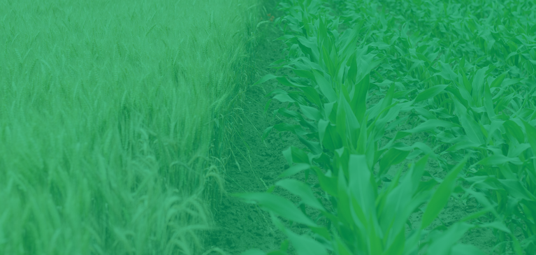 Crop Insurance Header Image