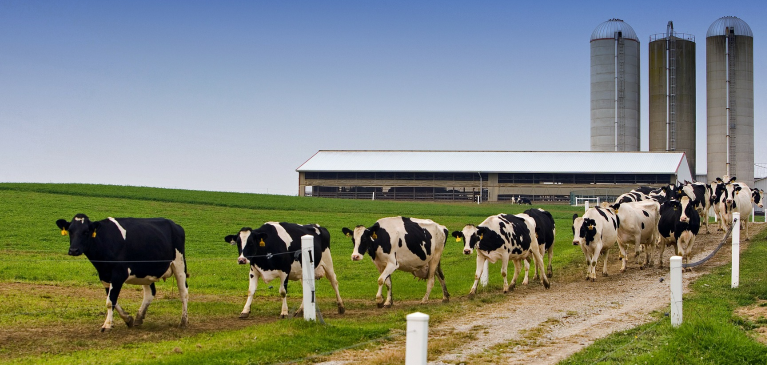 Cows heading to pasture