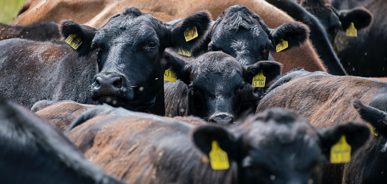 Livestock Gross Margin (LGM) Changes for 2023