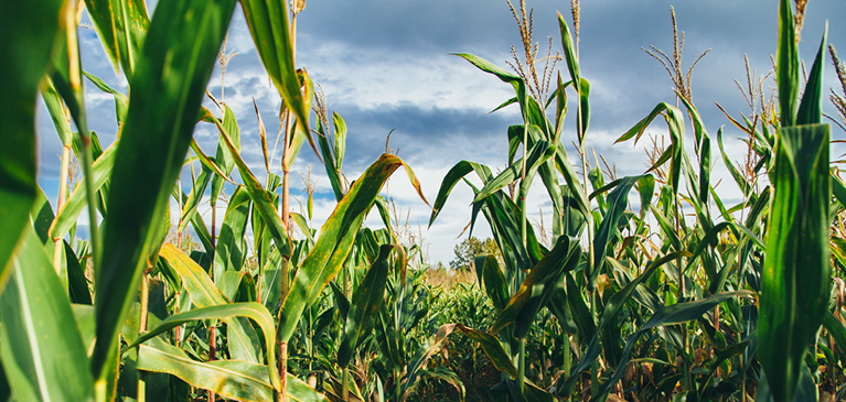 Corn Field Closeup Blue Sky Rectangle
