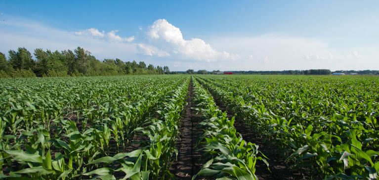 GreenStone Margin Protection corn field