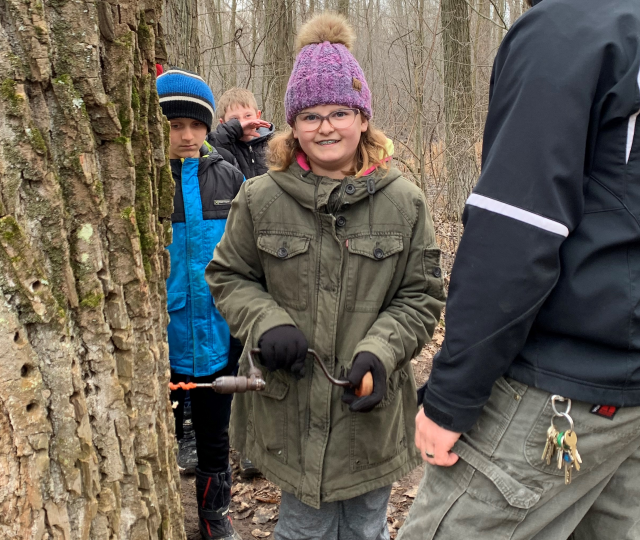 Nichole Olsen's Daughter tapping a tree for maple syrup