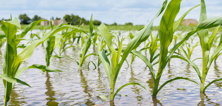 Corn in flooded field