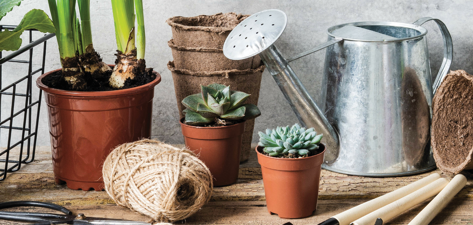 GreenStone Spice Up Your Garden