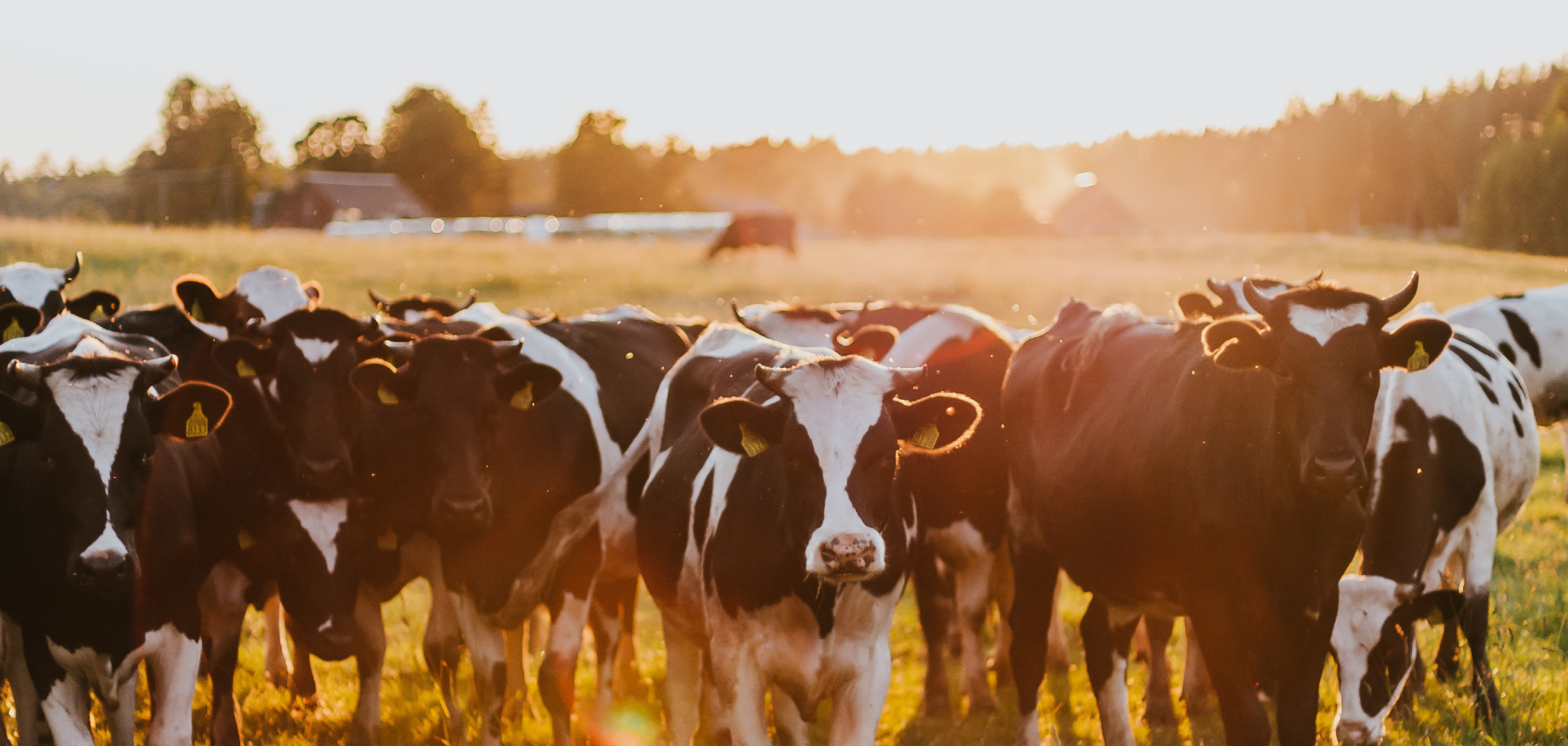 Cows standing in a field over sunrise