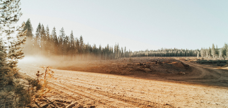 Sunny timber area