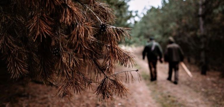 Two hunters walking down trail in camo gear with guns over their shoulders, in the forest with pine trees