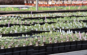 Growing Solutions green house nursery plants 