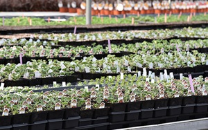 Growing Solutions green house nursery plants