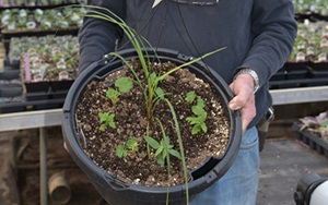 Growing Solutions person holding large pot with small plant sprouting