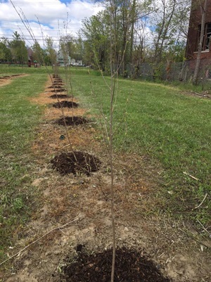 Trees planted by GreenStone volunteers in vacant Detroit lots