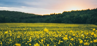 Field of Yellow Flowers at Dawn Among Green Hills