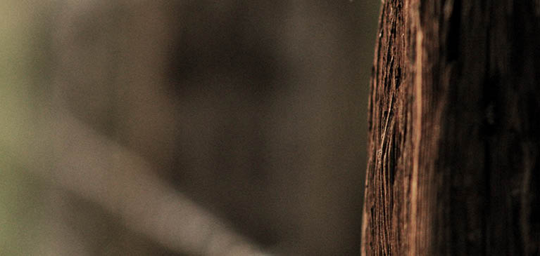 Fence Post Blurred Background
