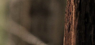 Fence Post Blurred Background