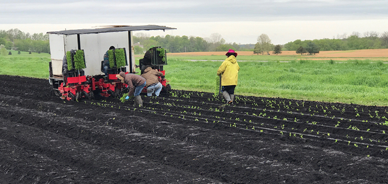 050218-peace-of-mind-for-specialty-crop-growers Planting celery