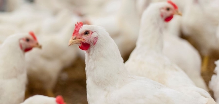 Increase in Poultry Industry Creates Career Demand | GreenStone FCS