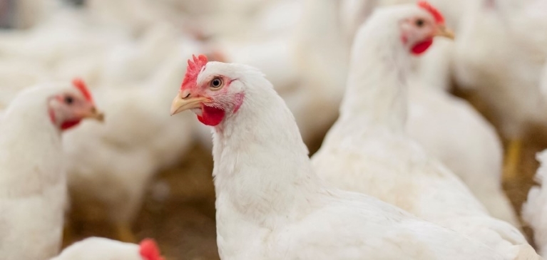 Chickens poultry white hens in egg farm