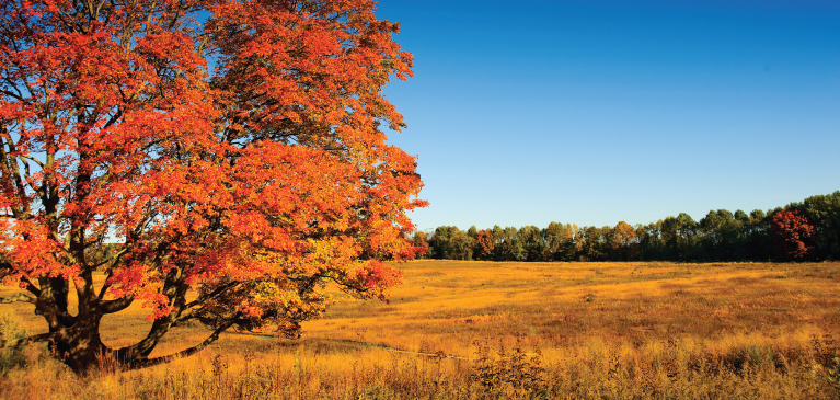 Golden wheat field with woods lining the edge background in the fall.