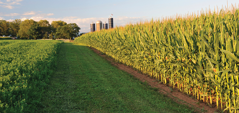010518-dont-forget-crop-insurance-in-your-2018-planning Corn field and Alfalfa field with farm in the background