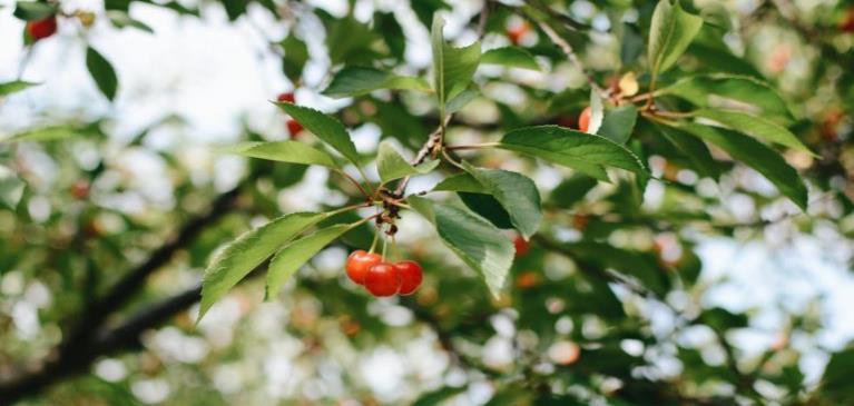 Tart Cherry tree branch close up