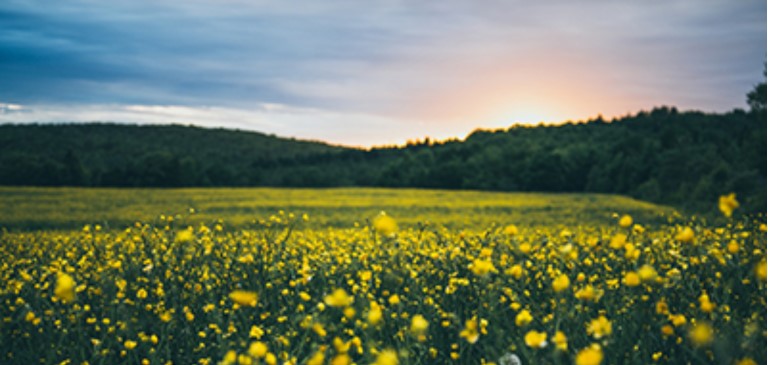 Country Meadow at Sunrise with Yellow Flowers