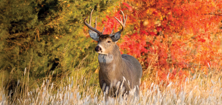 Large buck in fall trees