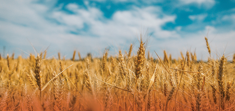 Wheat field with blue sky on a summer day michigan crop insurance protection