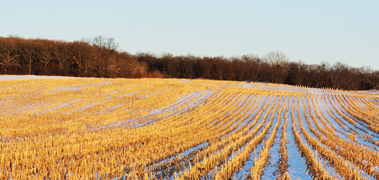 Cornfield in the winter with snow during harvest season