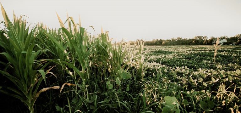 Farm field with half corn and half soybeans planted ready fr harvest.