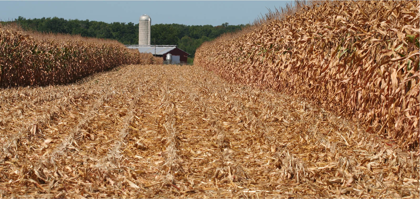 corn field in the fall