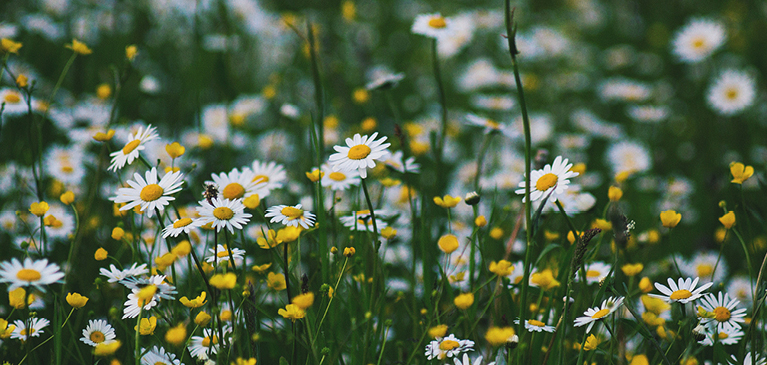 daisies and wildflowers 