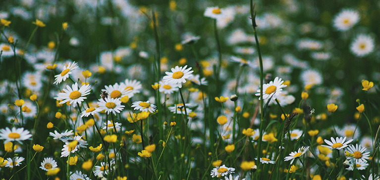 daisies and wildflowers