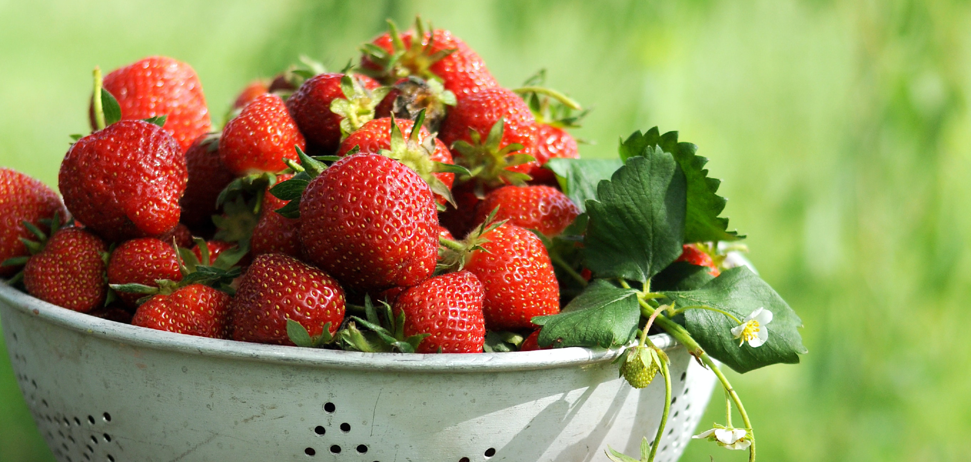 Strawberries in a basket with a green background