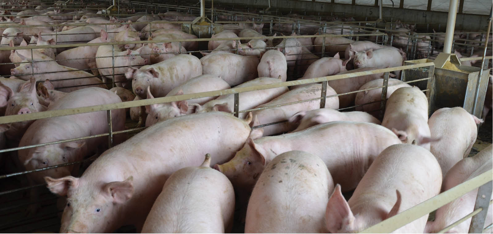 Group of hogs in a pen