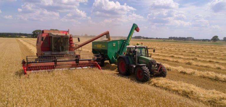 green and red tractors harvesting wheat fields in the summer on cloudy day.