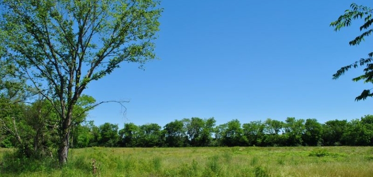Tree in meadow of tall green grass and flowers on blue sky day before home construction begins.