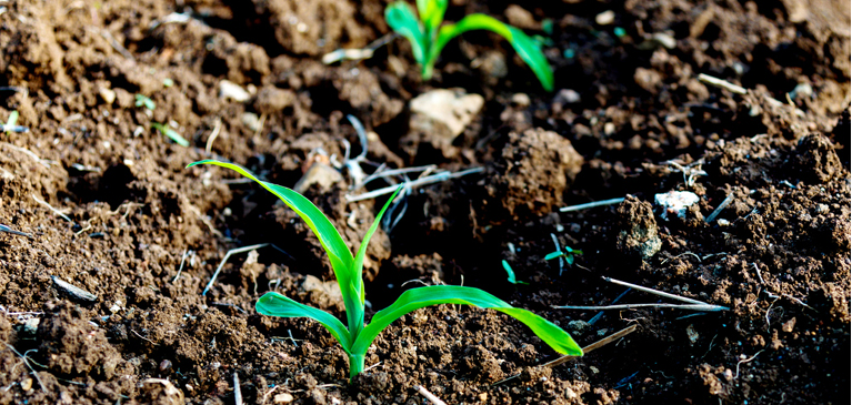042718-whats-going-in-the-ground-this-spring Young corn plant