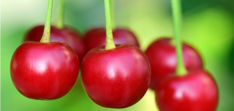 cherries on stems