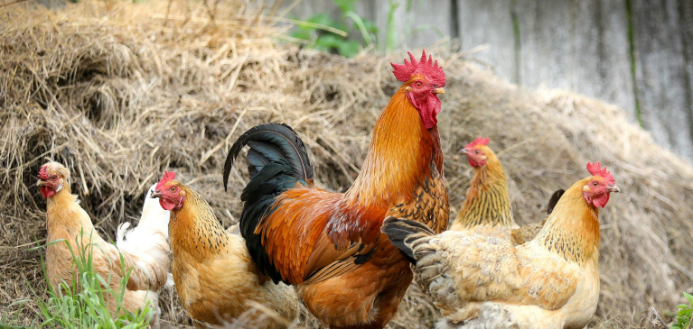 chickens
