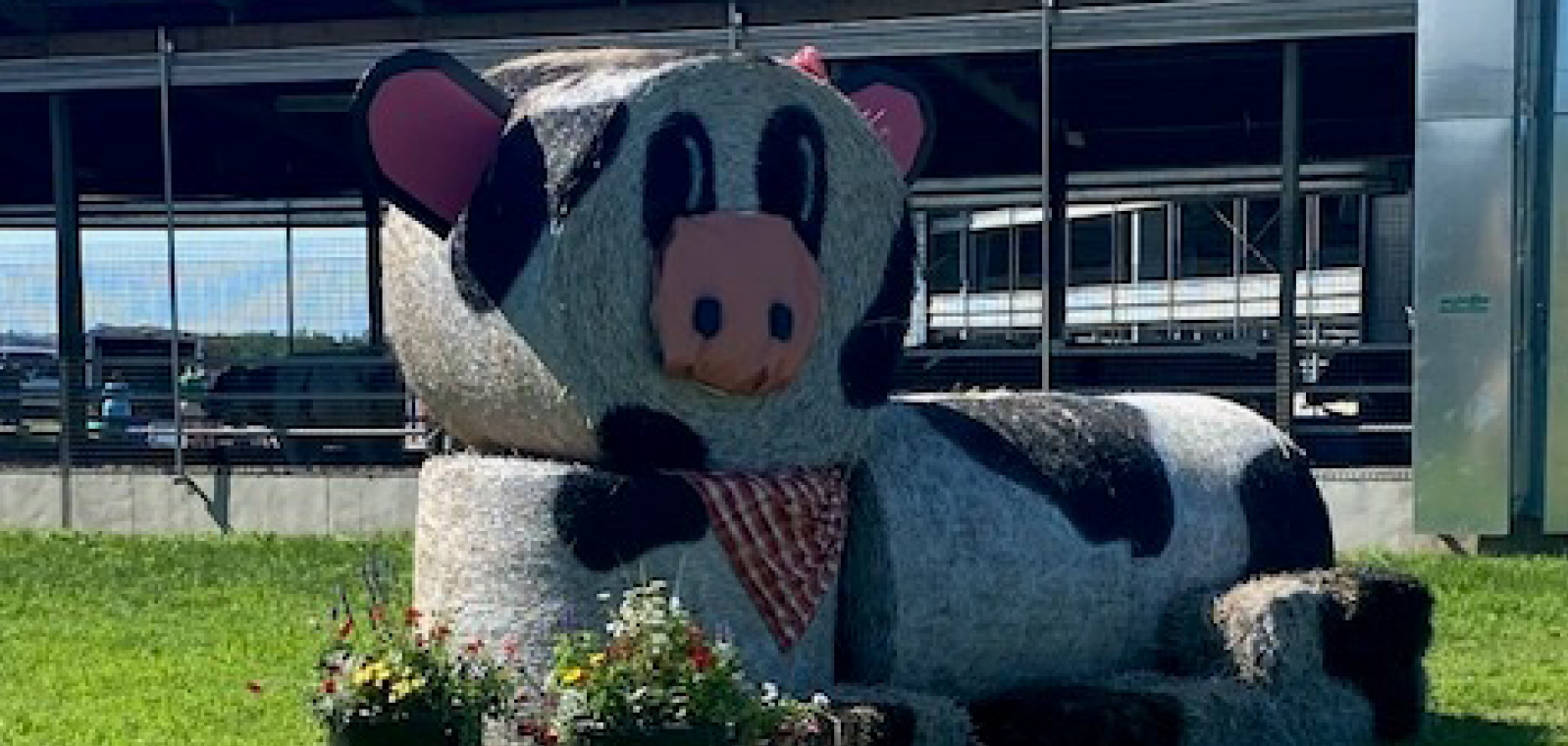 Round bales stacked together and decorated like a cow