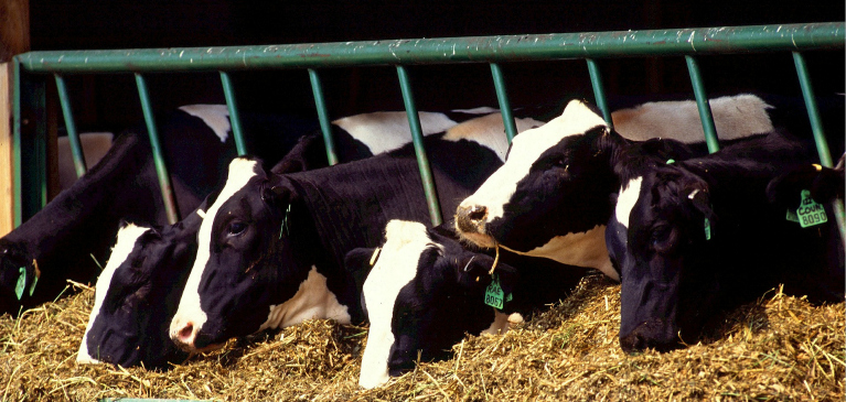 dairy cows