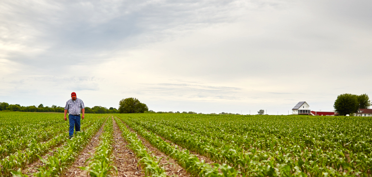 farmer with spring corn